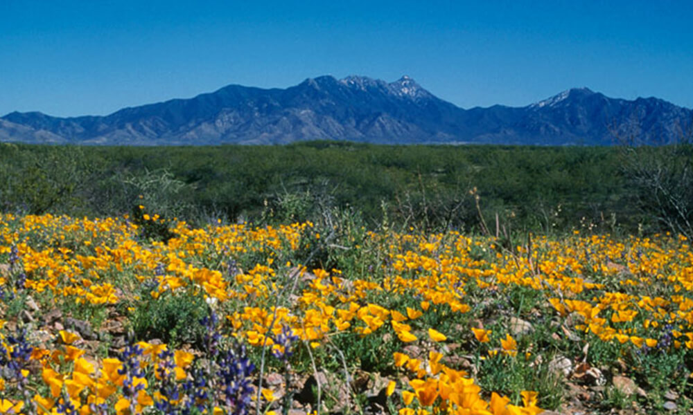 Madera Highlands